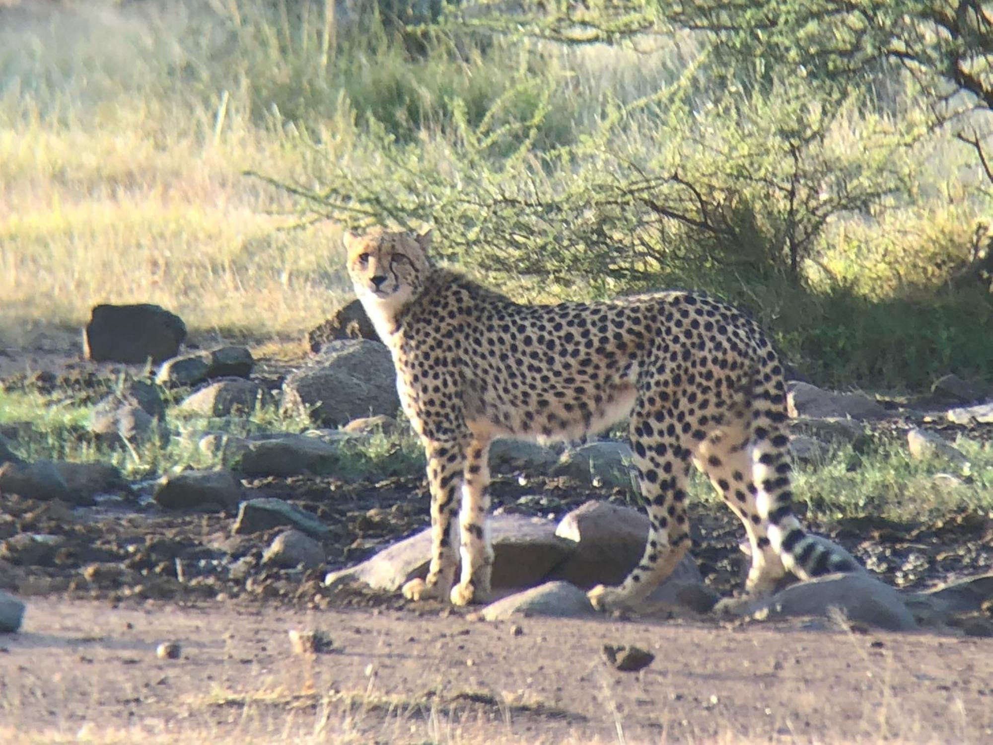 Pangolin Game Lodge - Self Catering, Incl 2 Game Drives Per Day Matlhagame Exterior photo