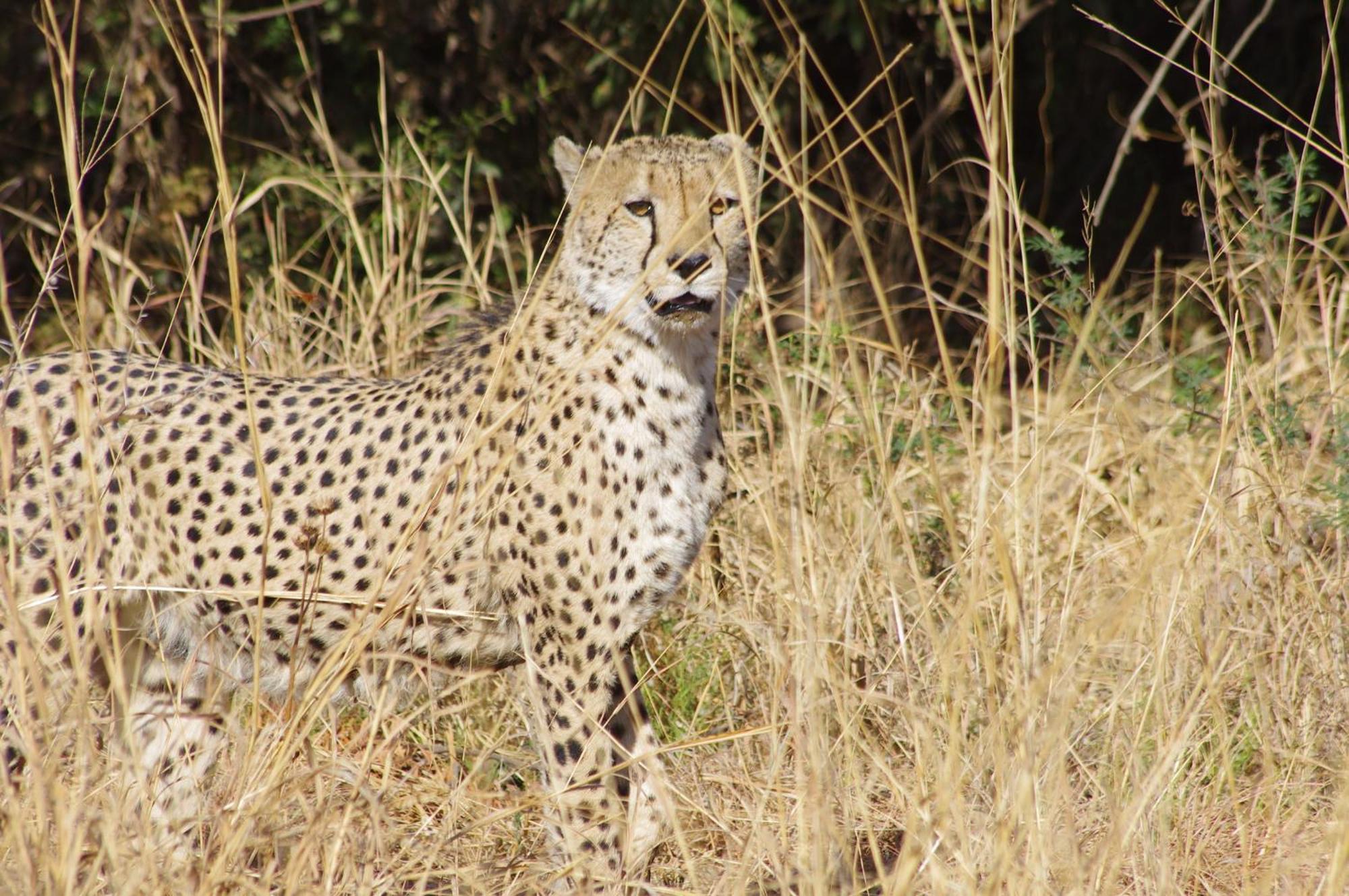 Pangolin Game Lodge - Self Catering, Incl 2 Game Drives Per Day Matlhagame Exterior photo