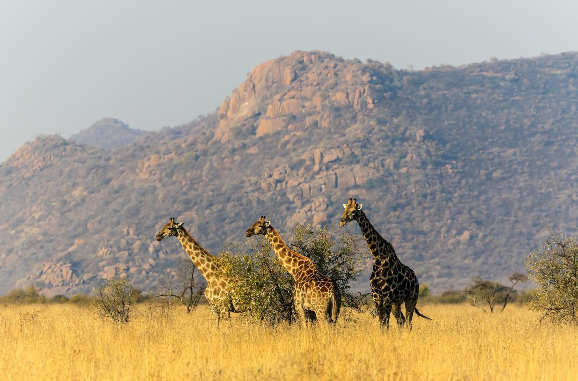 Pangolin Game Lodge - Self Catering, Incl 2 Game Drives Per Day Matlhagame Exterior photo