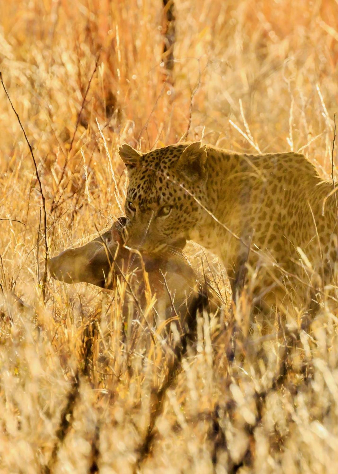 Pangolin Game Lodge - Self Catering, Incl 2 Game Drives Per Day Matlhagame Exterior photo