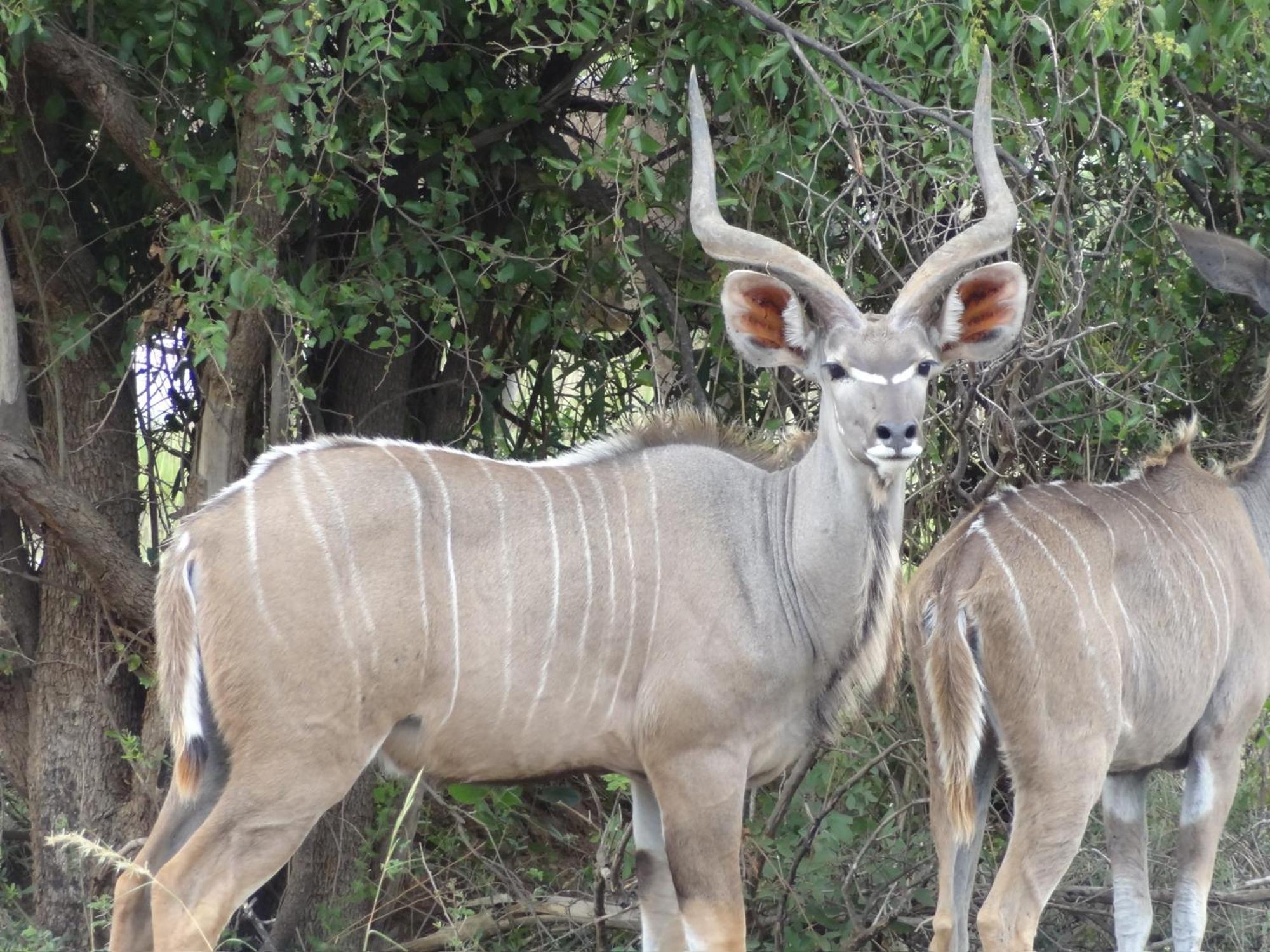 Pangolin Game Lodge - Self Catering, Incl 2 Game Drives Per Day Matlhagame Exterior photo
