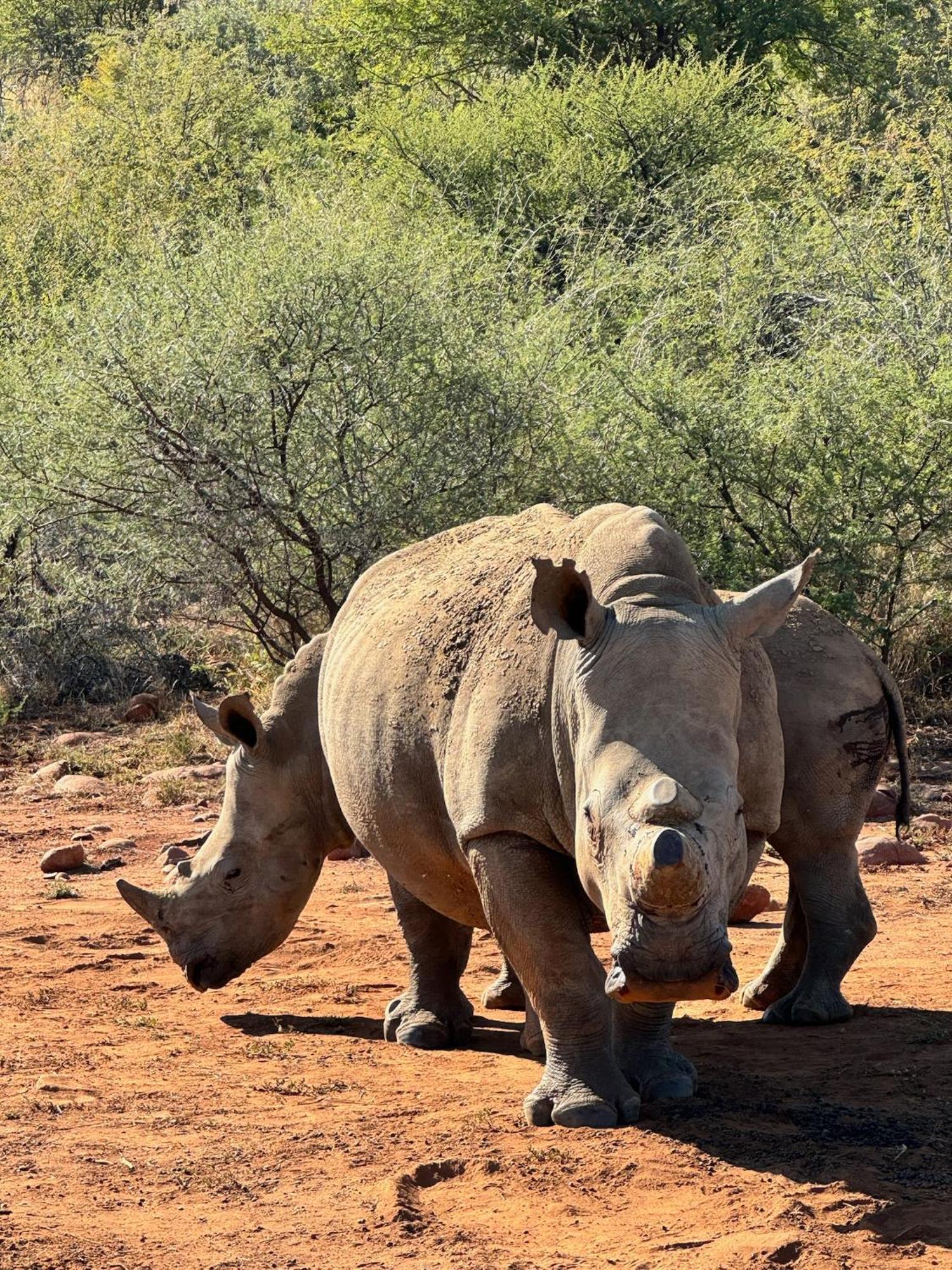 Pangolin Game Lodge - Self Catering, Incl 2 Game Drives Per Day Matlhagame Exterior photo