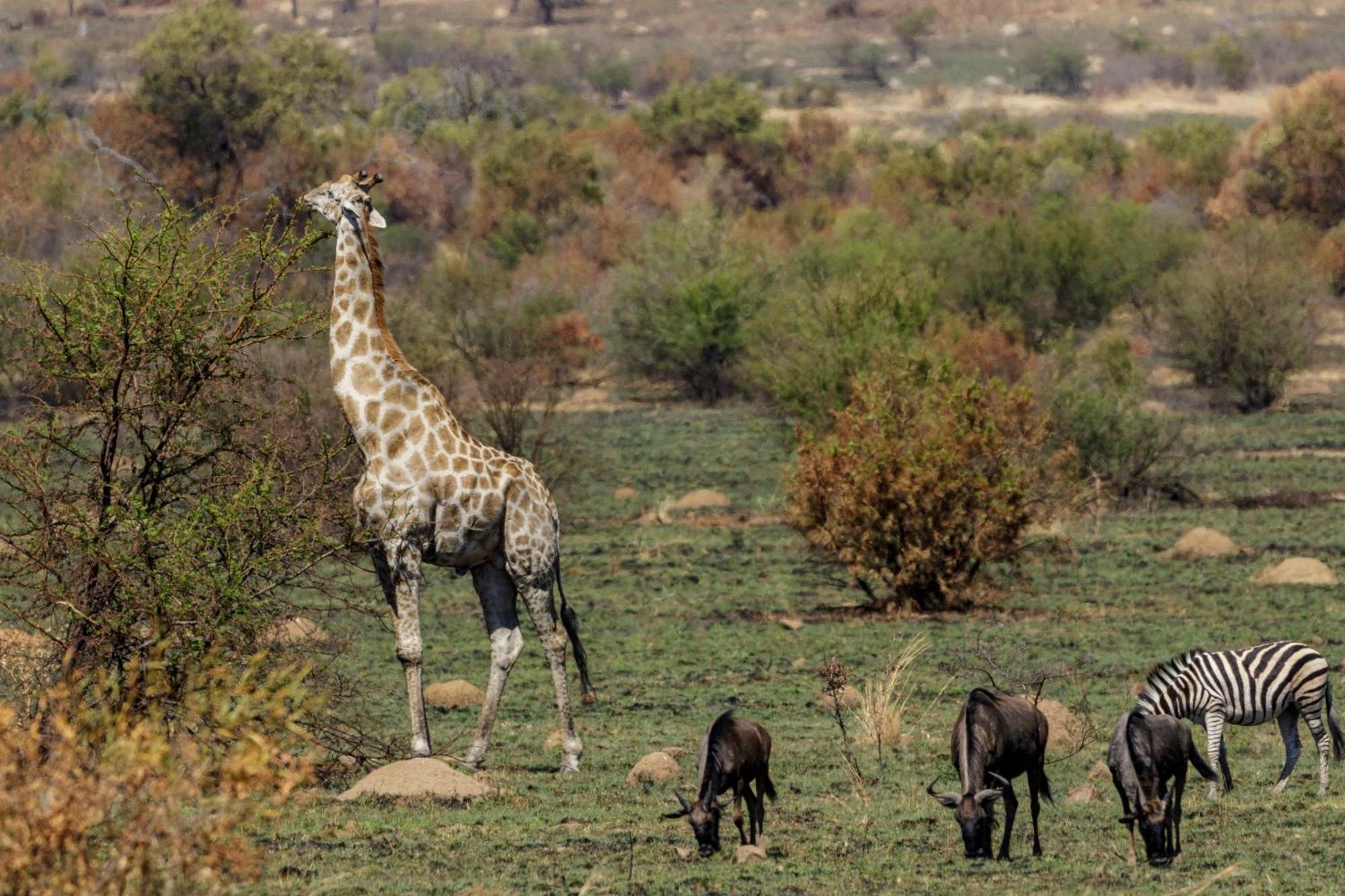 Pangolin Game Lodge - Self Catering, Incl 2 Game Drives Per Day Matlhagame Exterior photo