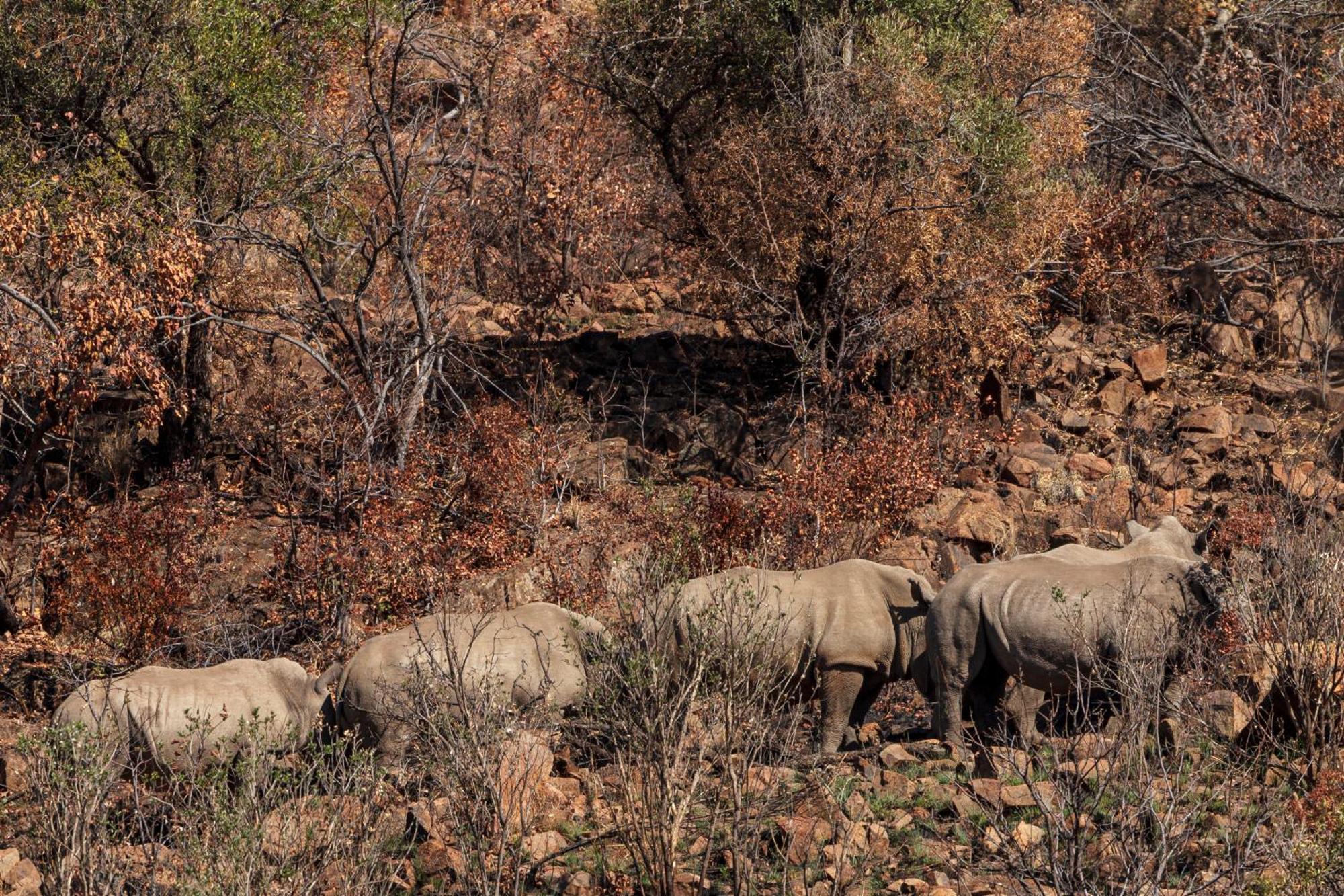 Pangolin Game Lodge - Self Catering, Incl 2 Game Drives Per Day Matlhagame Exterior photo